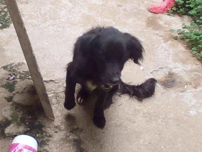 Cachorro ra a Rnd idade 2 anos nome Estopa