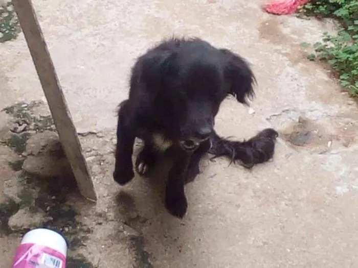 Cachorro ra a Rnd idade 2 anos nome Estopa
