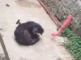 Estopa
