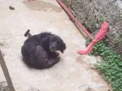 Cachorro ra a Rnd idade 2 anos nome Estopa