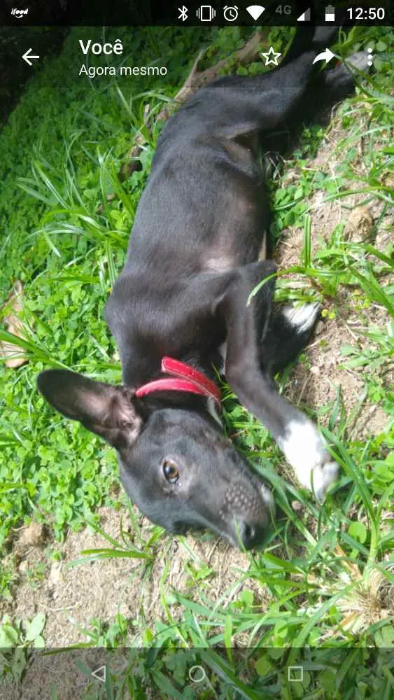 Cachorro ra a Srd idade 2 a 6 meses nome Pretinha
