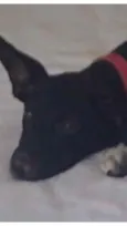 Pretinha