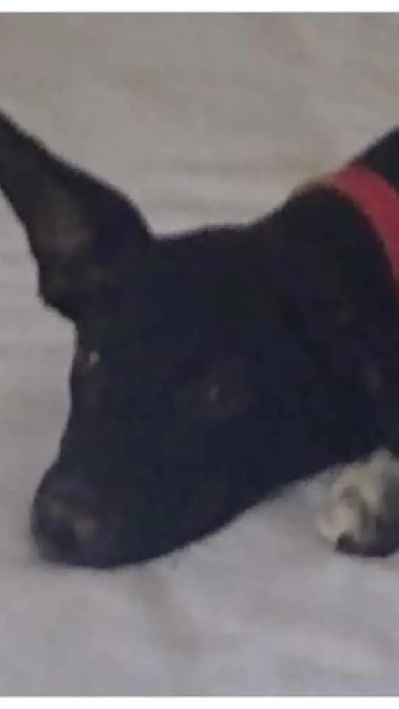 Cachorro ra a Srd idade 2 a 6 meses nome Pretinha