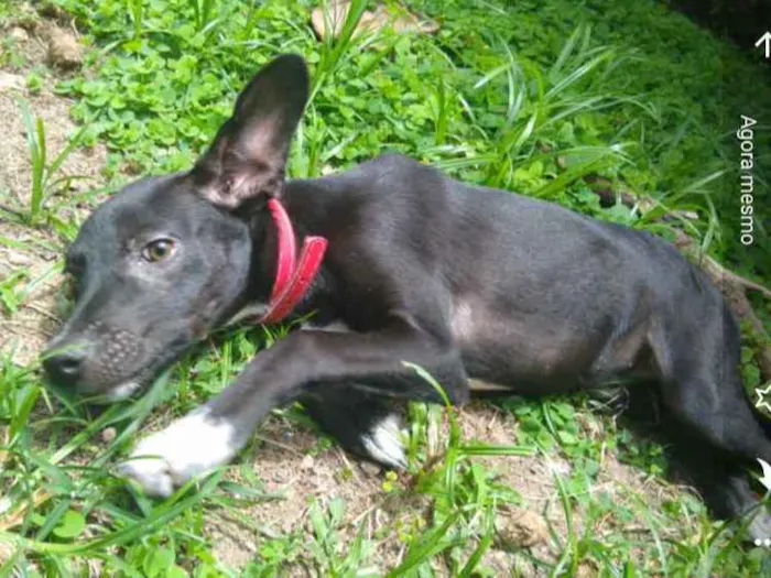 Cachorro ra a Srd idade 2 a 6 meses nome Pretinha
