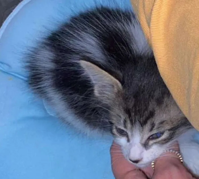 Gato raça Sem raça definida  idade Abaixo de 2 meses nome Lulu