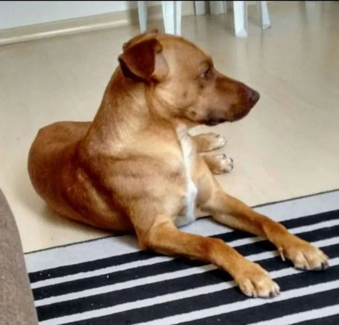 Cachorro ra a Viralata idade 6 ou mais anos nome Thor