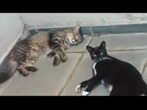 Gato ra a Gato idade 6 ou mais anos nome Wendy e Agatha 