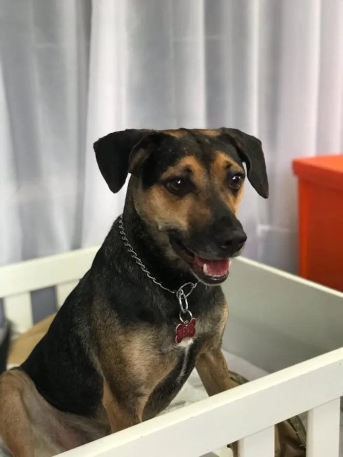 Cachorro raça SRD idade 3 anos nome Neno