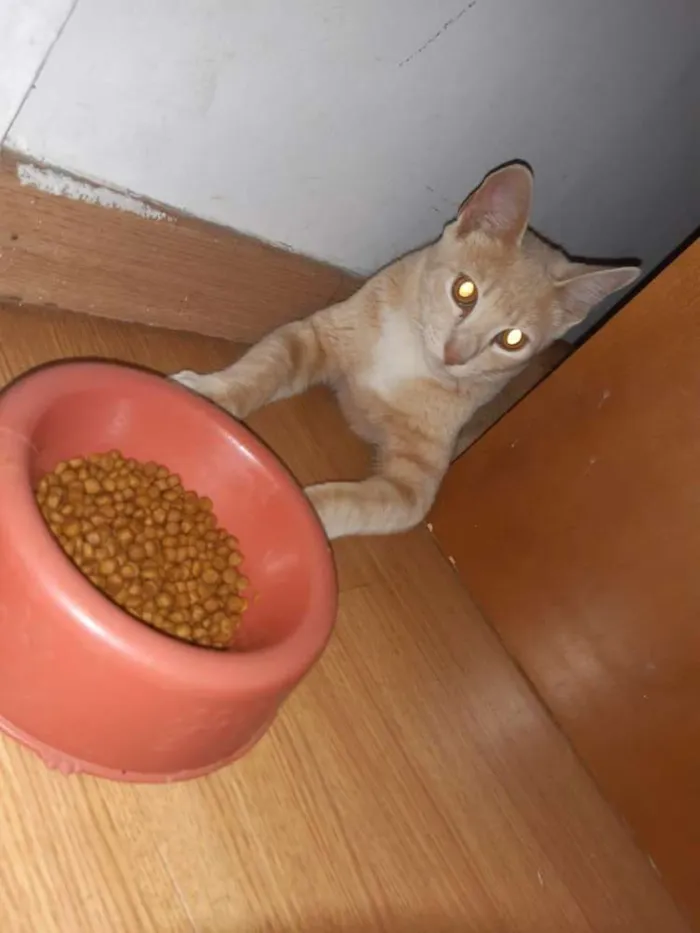 Gato ra a Srd idade 2 a 6 meses nome Mimo