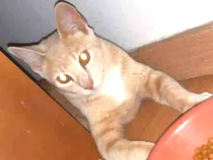 Gato raça Srd idade 2 a 6 meses nome Mimo