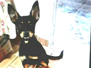 Cachorro raça Mestiça  ( pinscher) idade 2 a 6 meses nome Mel