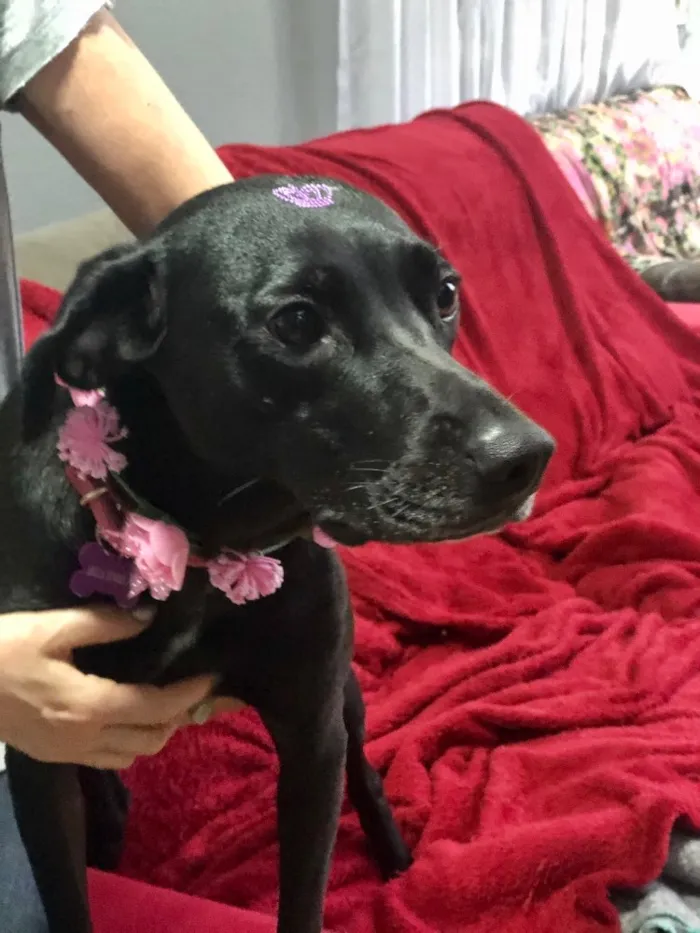 Cachorro ra a SRD idade 1 ano nome Belinha