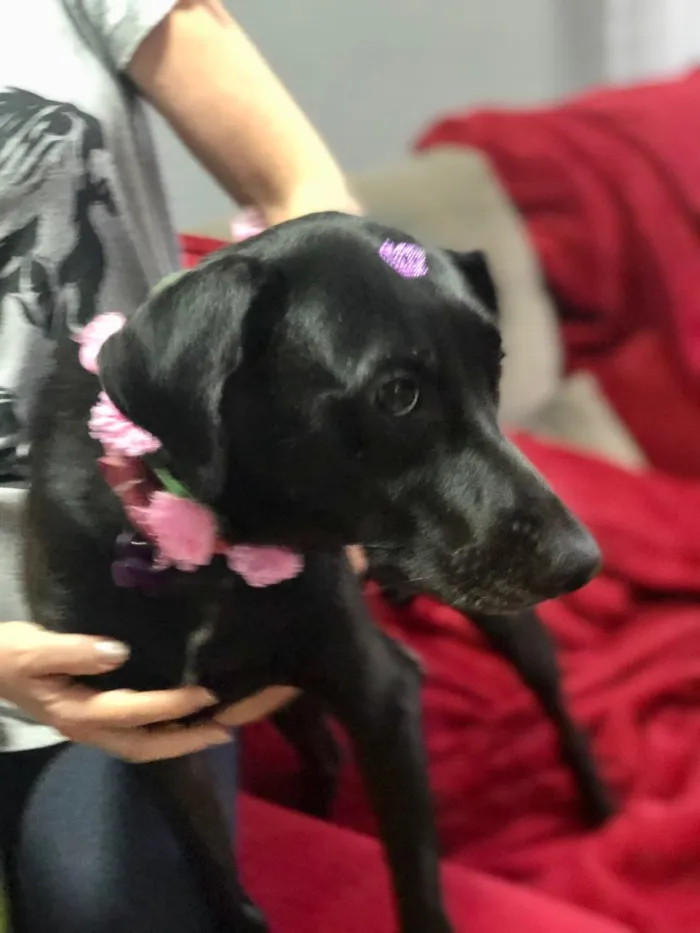 Cachorro ra a SRD idade 1 ano nome Belinha
