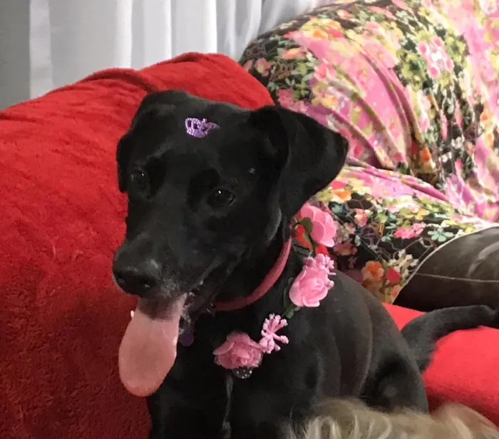 Cachorro ra a SRD idade 1 ano nome Belinha