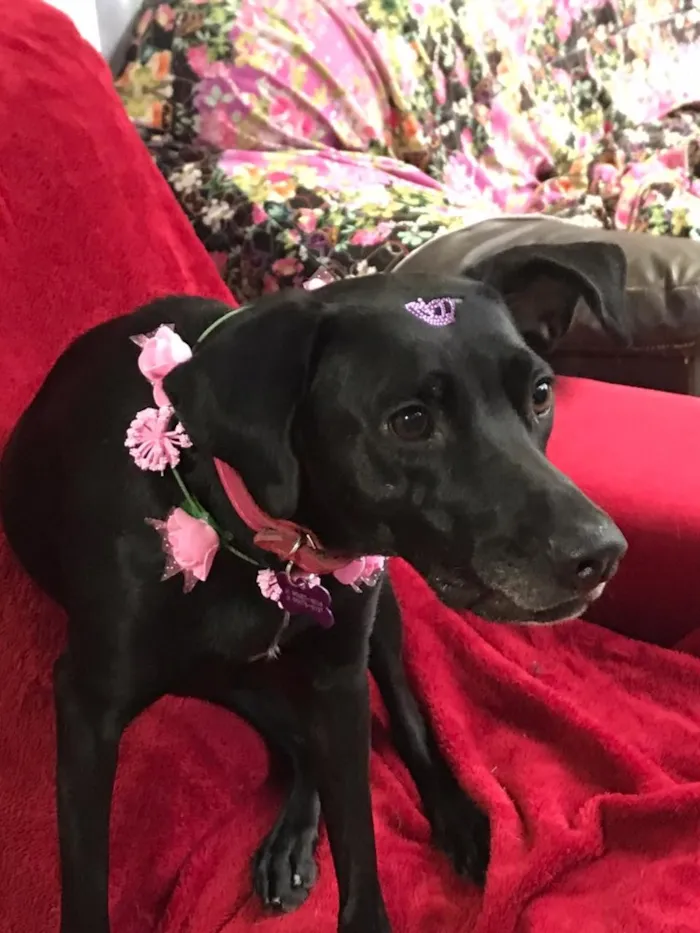 Cachorro ra a SRD idade 1 ano nome Belinha