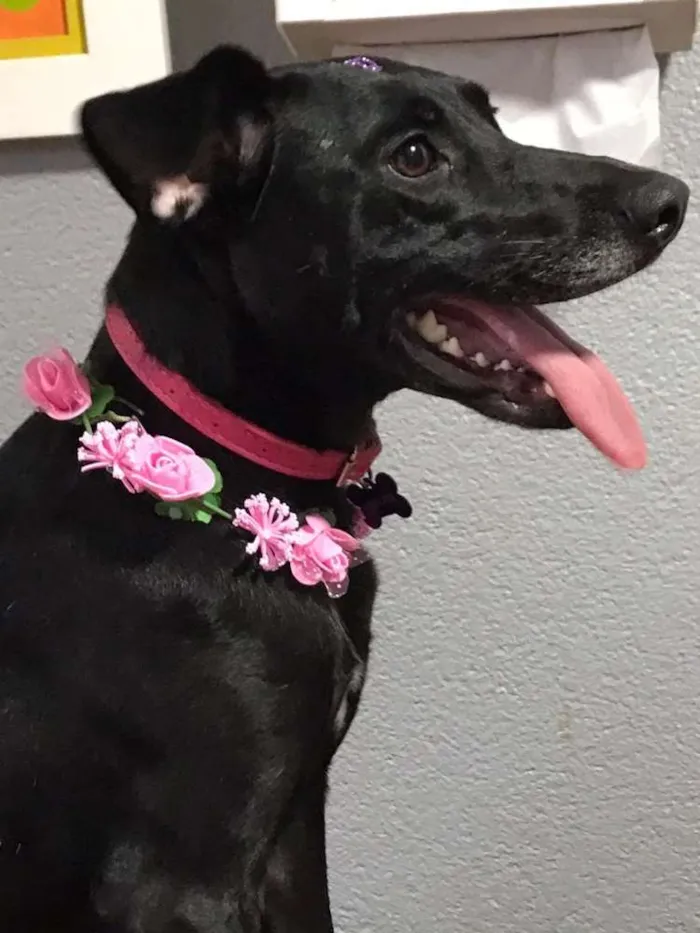 Cachorro ra a SRD idade 1 ano nome Belinha