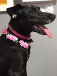 Belinha