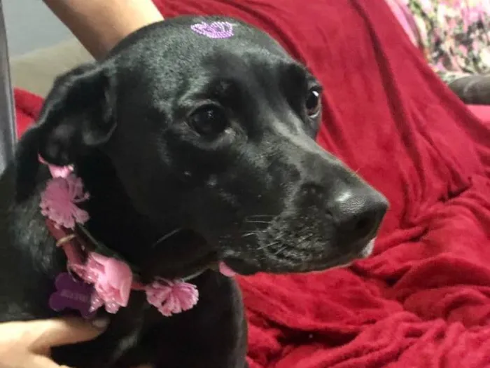 Cachorro ra a SRD idade 1 ano nome Belinha