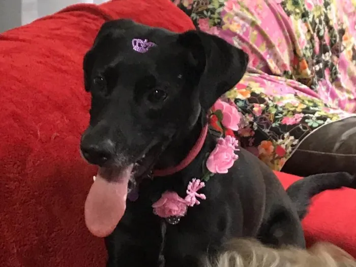 Cachorro ra a SRD idade 1 ano nome Belinha