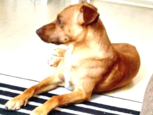 Cachorro raça Viralata idade 6 ou mais anos nome Thor