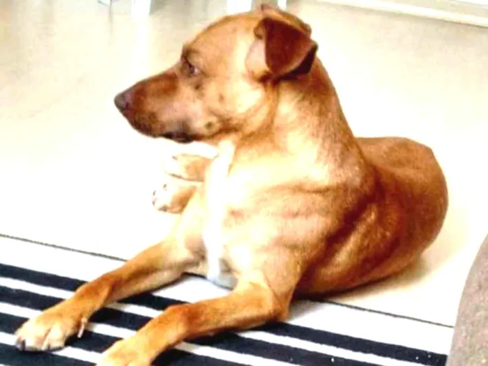 Cachorro ra a Viralata idade 6 ou mais anos nome Thor