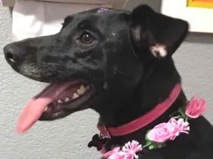 Cachorro raça SRD idade 1 ano nome Belinha