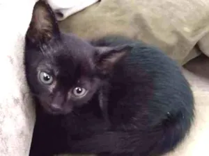 Gato raça srd idade Abaixo de 2 meses nome à escolher