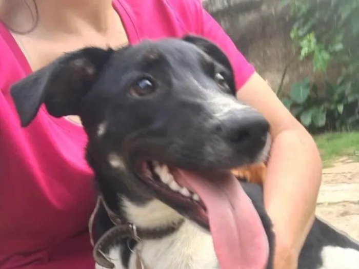 Cachorro ra a SRD idade 2 anos nome Biel