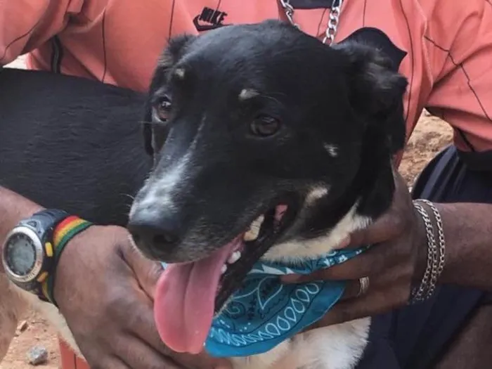 Cachorro ra a SRD idade 2 anos nome Biel