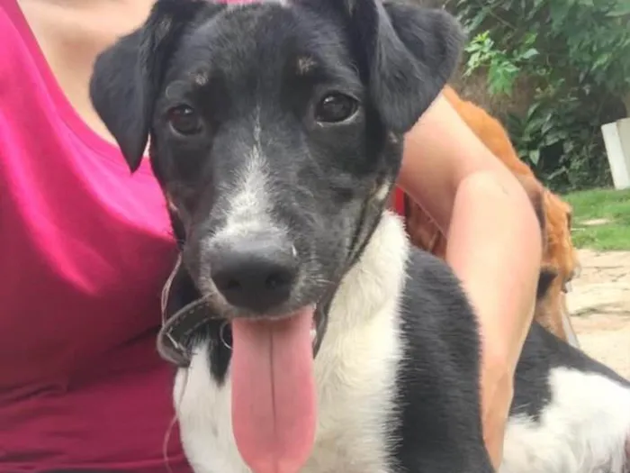 Cachorro ra a SRD idade 2 anos nome Biel