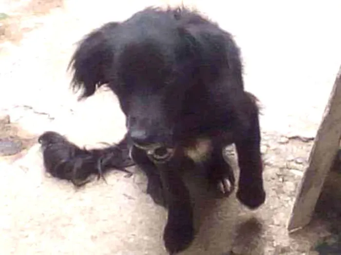 Cachorro ra a Rnd idade 2 anos nome Estopa