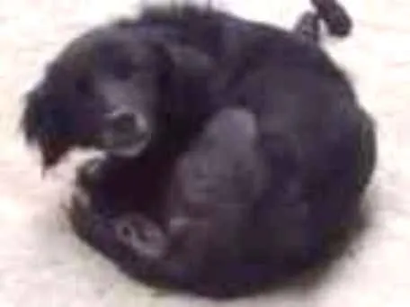 Cachorro ra a Rnd idade 2 anos nome Estopa