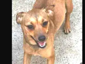 Cachorro raça Srd  idade 2 anos nome Babi