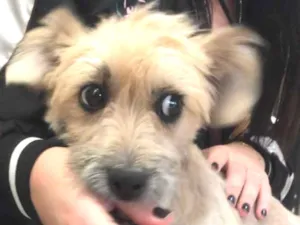 Cachorro raça srd idade 7 a 11 meses nome Pitu