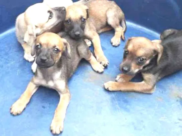 Cachorro ra a Mista  idade Abaixo de 2 meses nome Não tem