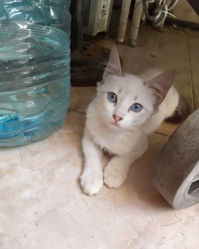 Gato ra a Srd idade 2 a 6 meses nome Jade
