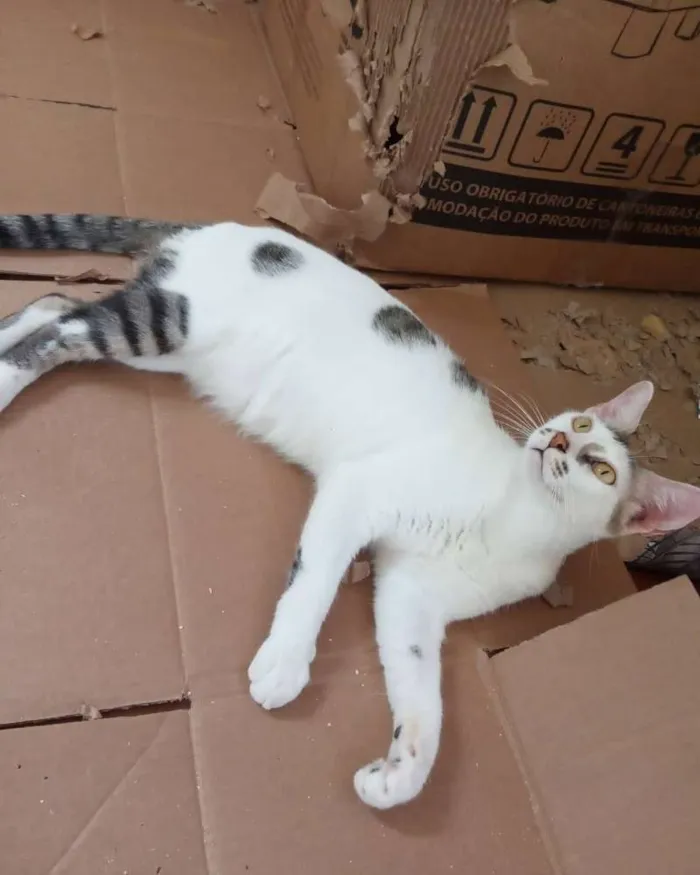 Gato ra a Srd idade 7 a 11 meses nome Reginaldo