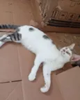 Reginaldo