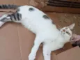 Reginaldo