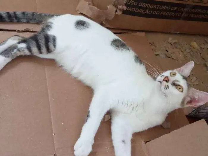 Gato ra a Srd idade 7 a 11 meses nome Reginaldo