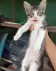 Milo