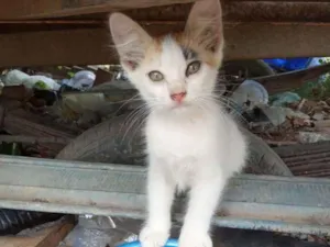 Gato raça Srd idade 2 a 6 meses nome Zilu