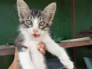 Gato raça Std idade 2 a 6 meses nome Milo