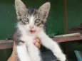 Milo