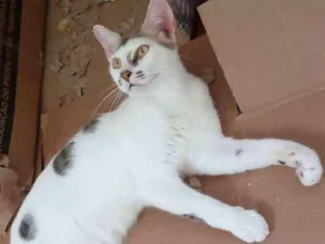 Gato raça Srd idade 7 a 11 meses nome Reginaldo