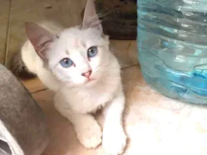 Gato raça Srd idade 2 a 6 meses nome Jade