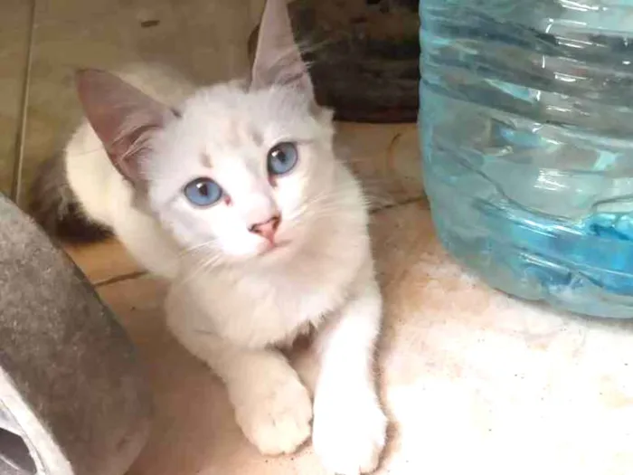 Gato ra a Srd idade 2 a 6 meses nome Jade