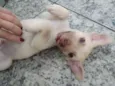 Cachorro raça srd idade 2 a 6 meses nome Sem nome
