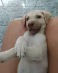 Cachorro raça srd idade 2 a 6 meses nome Sem nome