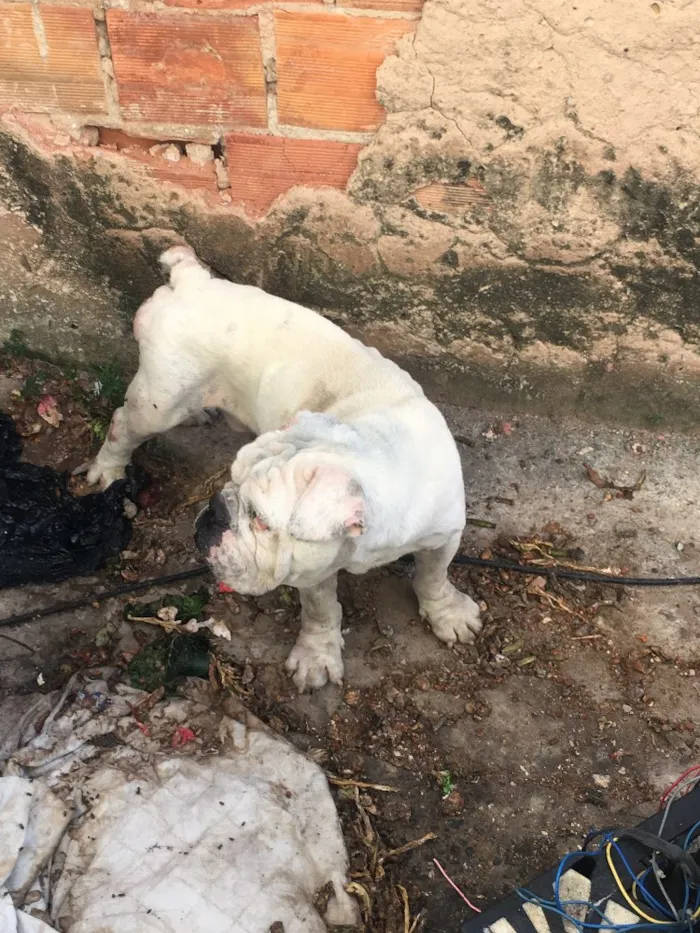 Cachorro raça Bulldog e Nikita idade 5 anos nome Armani